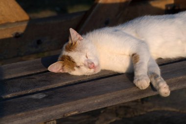 Beyaz ve sarı kedi gün batımının altında uyuyor. Tahta bir bankta.