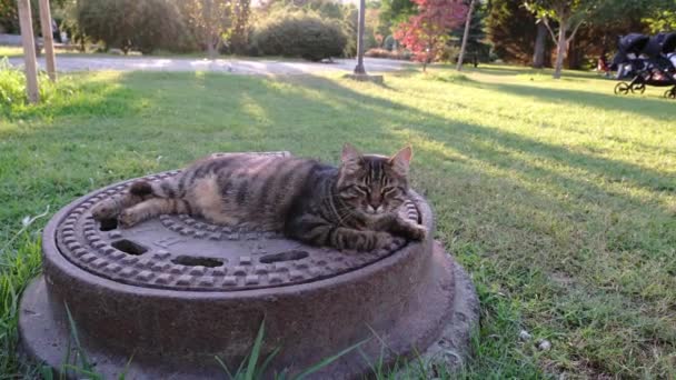 Extraño Gato Tabby Está Acostado Una Tapa Alcantarilla Hierro Parque — Vídeos de Stock