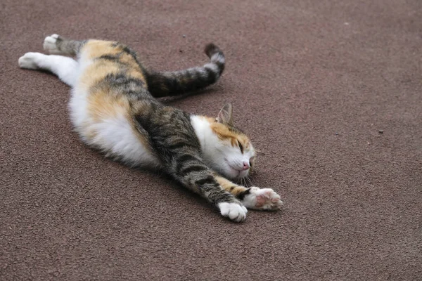 Adorable Feline Stretching Its Body Lying Ground — Stock Photo, Image