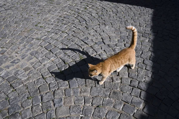 Sokak zencefilli bir kedi dışarıda kaldırım taşları üzerinde yürüyor. Gölgesi güçlü ve güzel..
