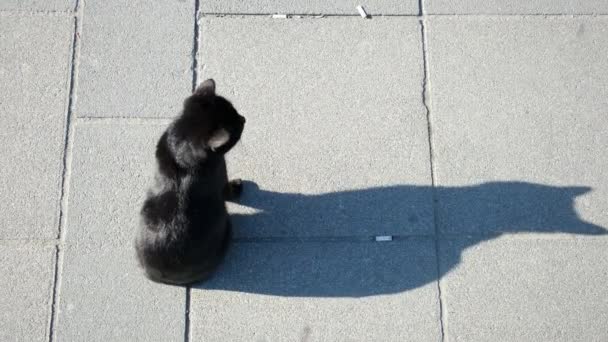 Schwarze Junge Streunende Katze Mit Langem Schatten Sitzt Auf Dem — Stockvideo