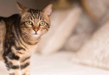 Güzel yerli kedi evde