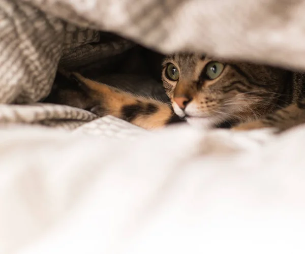 Gato Doméstico Bonito Casa — Fotografia de Stock