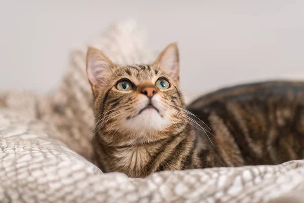 Hermoso Gato Doméstico Casa —  Fotos de Stock