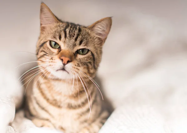 Beautiful Angry Domestic Cat Home — Stock Photo, Image