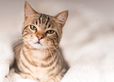 Güzel kızgın yerli kedi evde