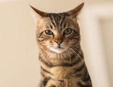 Evde güzel bir kedi var. Evcil hayvan.