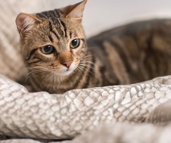 Güzel yerli kedi evde