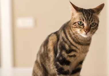 Evde güzel bir kedi var. Evcil hayvan.