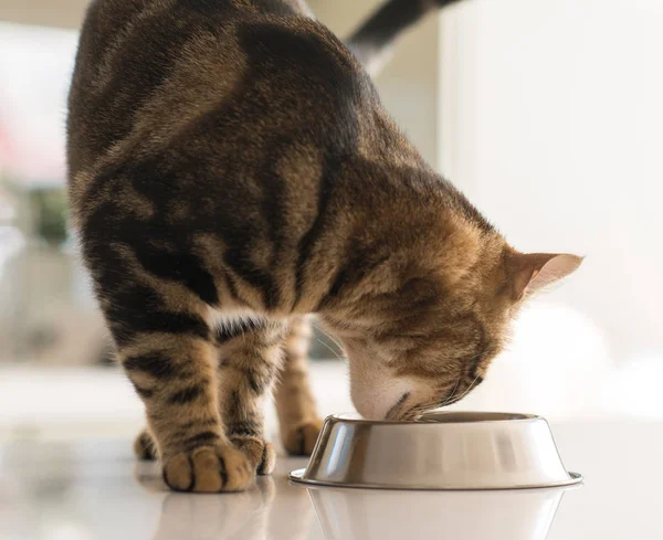 Gato Felino Bonito Comendo Uma Tigela Metal Bonito Animal Doméstico — Fotografia de Stock