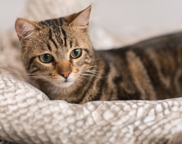 Beautiful domestic cat at home
