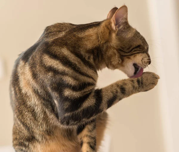 Schöne Katze Leckt Sich Hause Haustier — Stockfoto