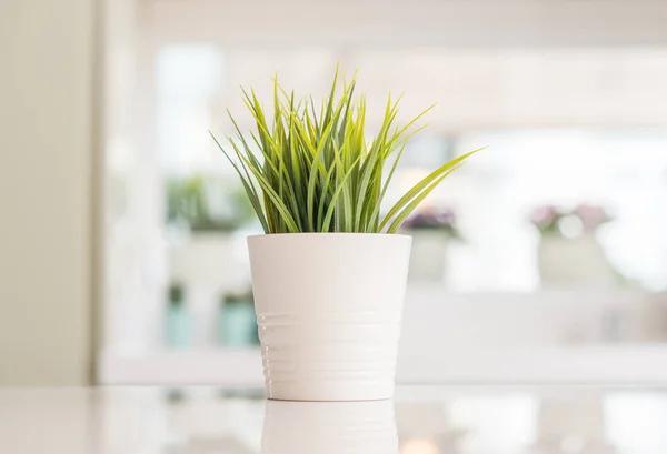 Beautiful Decorative Plant Kitchen Table Sunny Bokeh Background Home — Stock Photo, Image