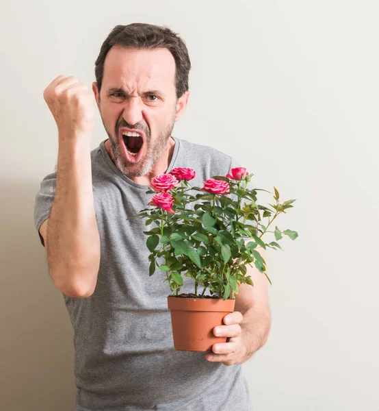 Senior man holding roses flowers on pot annoyed and frustrated shouting with anger, crazy and yelling with raised hand, anger concept