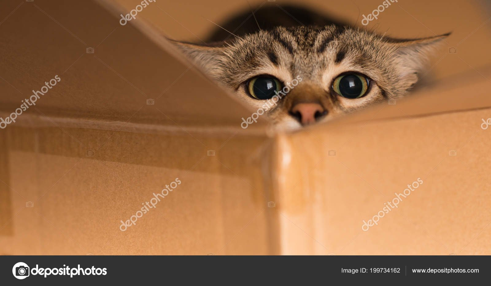 cat hiding box