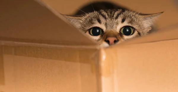 Gato Bonito Jogar Esconder Procurar Uma Caixa Papelão — Fotografia de Stock