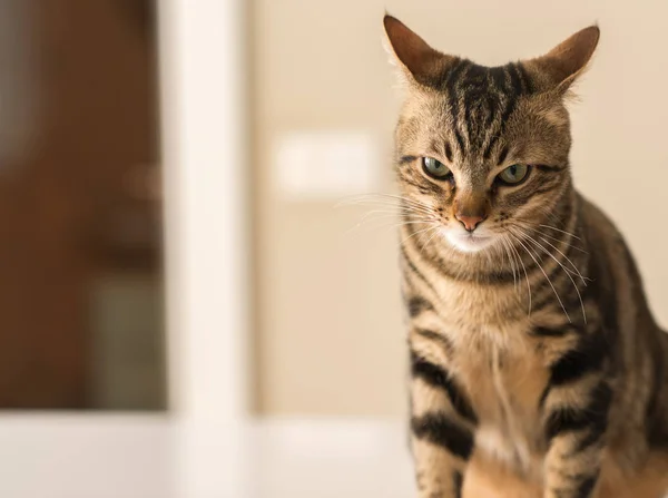 Hermoso Gato Felino Casa Animales Domésticos — Foto de Stock