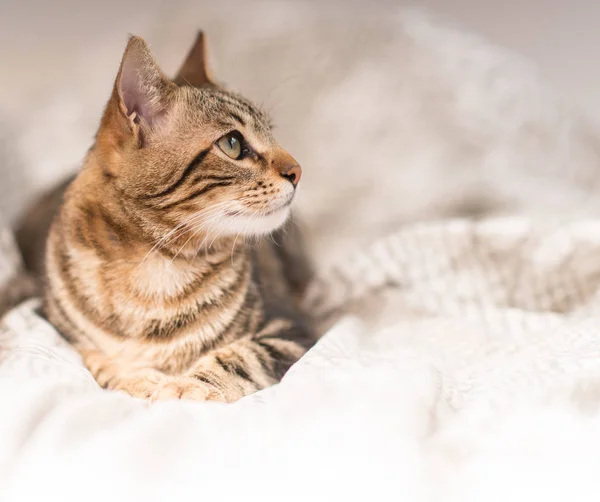 Hermoso Gato Doméstico Casa — Foto de Stock