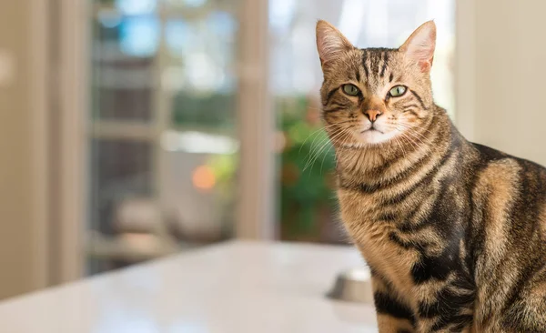 Vacker Katt Hemma Husdjur — Stockfoto