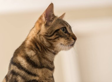 Evde güzel bir kedi var. Evcil hayvan.