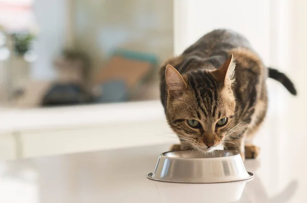 Gato Felino Bonito Comendo Uma Tigela Metal Bonito Animal Doméstico — Fotografia de Stock