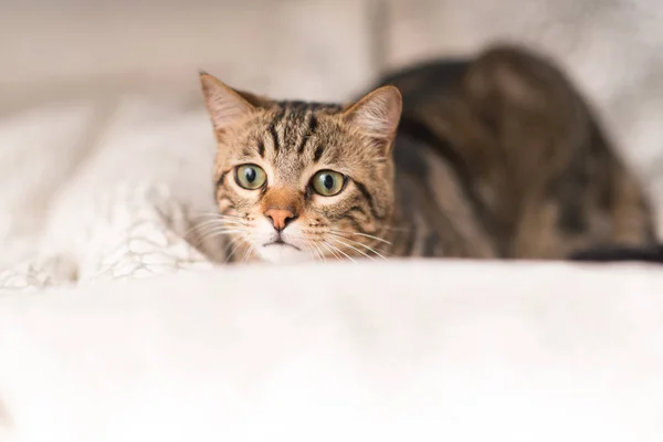 Schöne Hauskatze Hause — Stockfoto