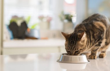 Güzel kedi kedi üzerinde metal bir kase yemek. Sevimli evcil hayvan.