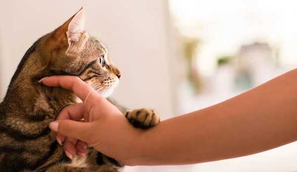 Binnenlandse Kat Thuis — Stockfoto