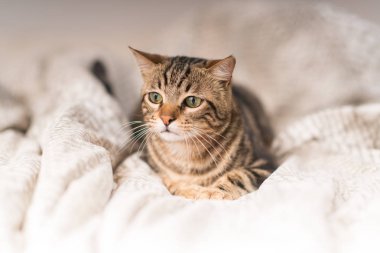 Güzel yerli kedi evde