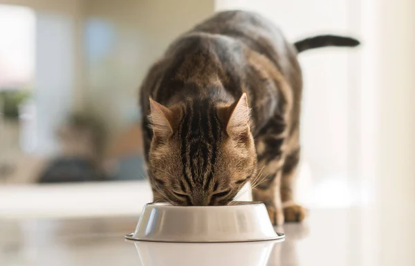 Gato Felino Bonito Comendo Uma Tigela Metal Bonito Animal Doméstico — Fotografia de Stock