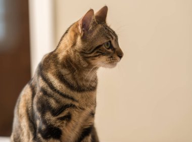 Evde güzel bir kedi var. Evcil hayvan.