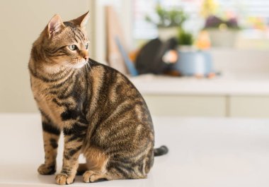 Evde güzel bir kedi var. Evcil hayvan.