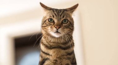 Evde güzel bir kedi var. Evcil hayvan.