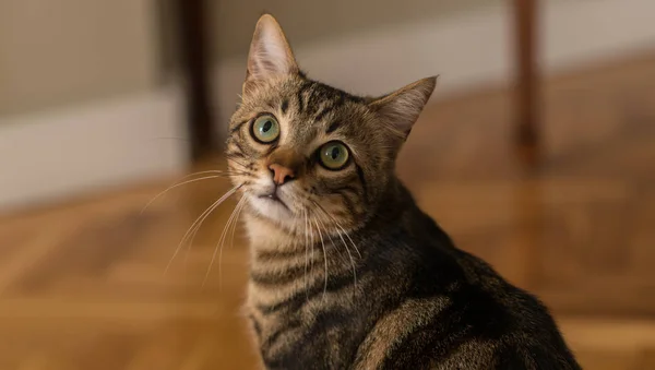 自宅で美しい猫 — ストック写真