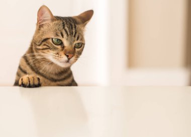 Evde güzel bir kedi var. Evcil hayvan.