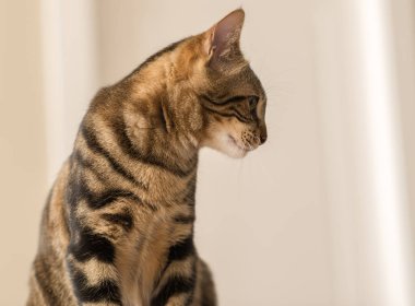 Evde güzel bir kedi var. Evcil hayvan.