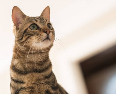 Evde güzel bir kedi var. Evcil hayvan.