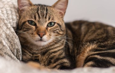 Güzel yerli kedi evde