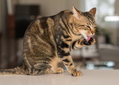 Kendini evde yalama Güzel kedi kedi. Evcil hayvan
