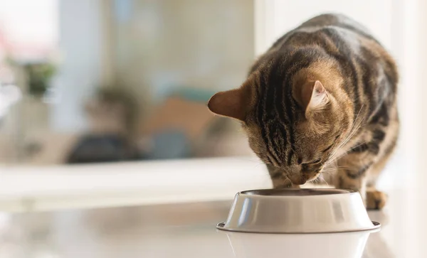 Gato Felino Bonito Comendo Uma Tigela Metal Bonito Animal Doméstico — Fotografia de Stock