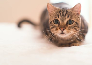 Güzel yerli kedi evde