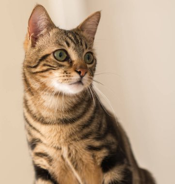 Evde güzel bir kedi var. Evcil hayvan.