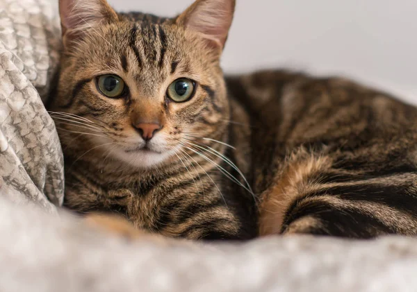 Krásná Kočka Domácí Doma — Stock fotografie