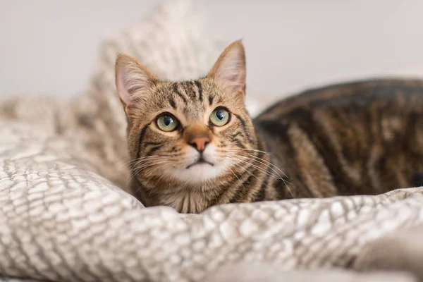 Schöne Hauskatze Hause — Stockfoto