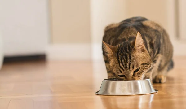 Hermoso Gato Felino Comiendo Tazón Metal Lindo Animal Doméstico — Foto de Stock