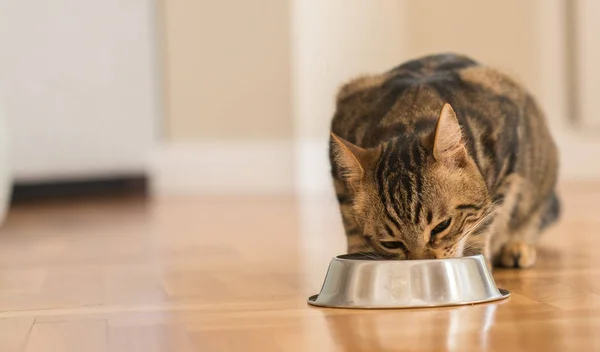 Gato Felino Bonito Comendo Uma Tigela Metal Bonito Animal Doméstico — Fotografia de Stock