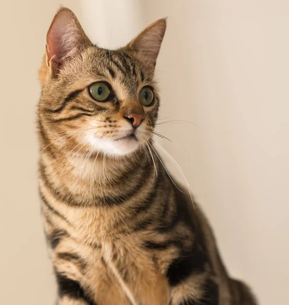 Evde güzel bir kedi var. Evcil hayvan.