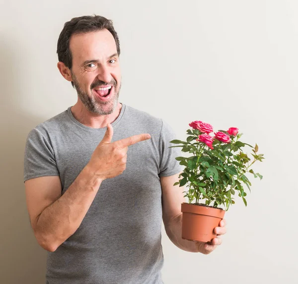Senior man holding roses flowers on pot very happy pointing with hand and finger