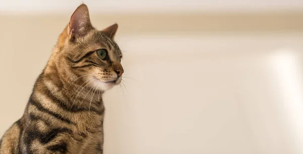 自宅で美しい猫 — ストック写真