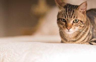 Güzel yerli kedi evde